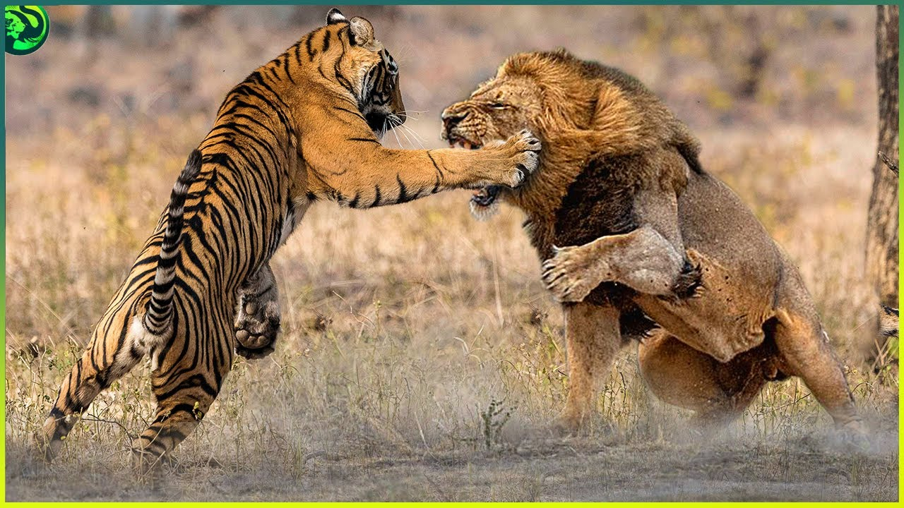 Cash Cow (Documentary Video) #4